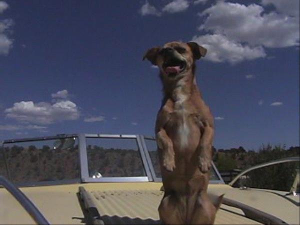 /Images/uploads/Humane Society of Utah/HSUCalendar/entries/1598thumb.jpg